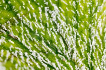 frost on the green sheet. macro