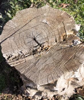 stump in nature as a background
