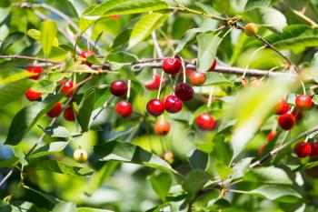 red cherries on the tree in nature