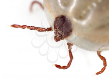 beetle mite on a white background