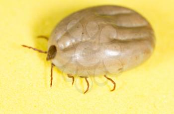beetle mite on a yellow background