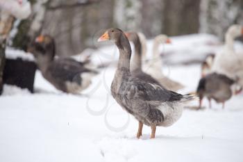 geese in the winter nature