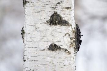 birch tree trunk in a forest in nature