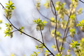 small leaves on a tree in spring