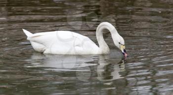 White swan floating on the lake