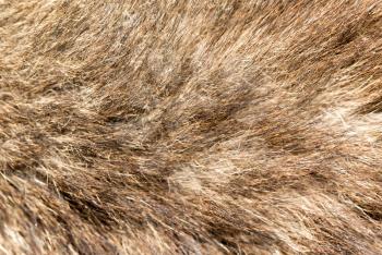 dog fur as background. texture