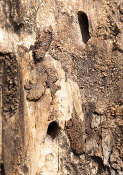 old tree trunk with bark beetles