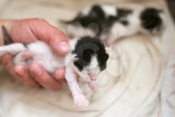 a little blind kitten in hand