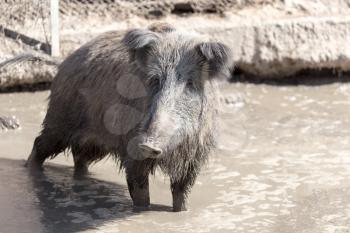 wild boar in the mud in the zoo