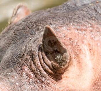 ears of a hippo in nature