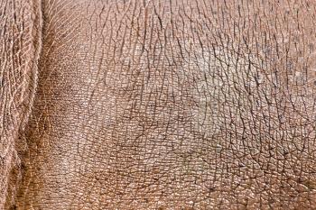 hippopotamus leather as a background