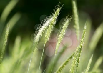 green ears of wheat on nature