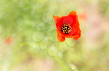 Flower of red poppy on nature