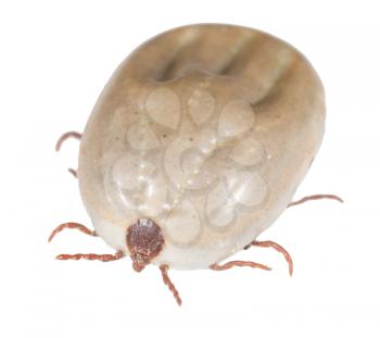 beetle mite on a white background