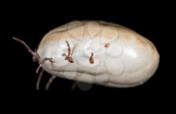 beetle mite on a black background