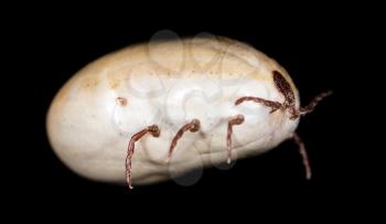 beetle mite on a black background
