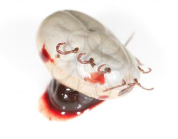 mites in blood on a white background. macro
