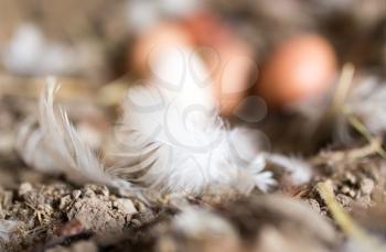 eggs in the feathers on the farm