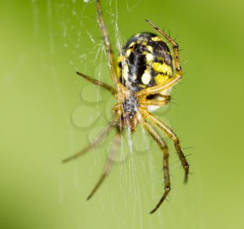 scary spider in nature. macro