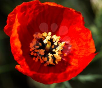beautiful red poppy in nature