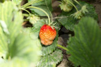 red strawberry on the nature
