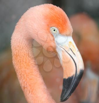 Portrait of a pink flamingo