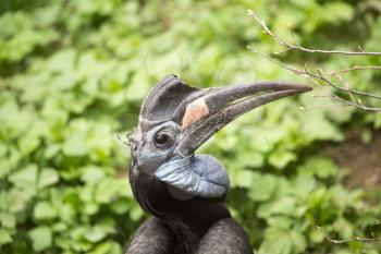 hornbill portrait in a park on the nature
