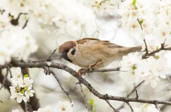 Sparrow in the flowers on the tree