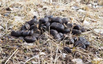 horse dung on the ground in nature