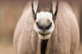 nose antelope in nature. portrait