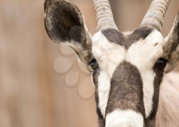 Eye antelope in nature. portrait