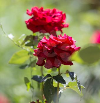 beautiful rose in nature