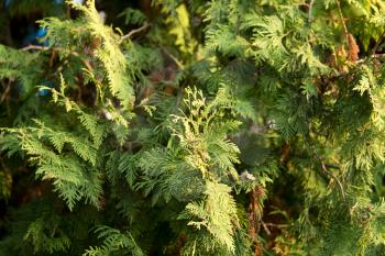 Green arborvitae branch on the nature