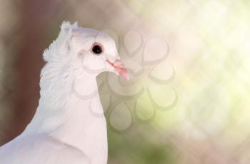beautiful white dove in nature