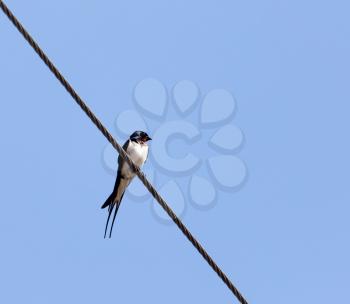 Swallow on a wire against a blue sky