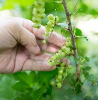 green currant in hand on nature