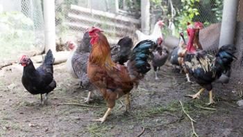 domesticated hen in a farm in nature