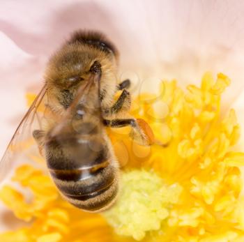 bee on a flower. macro