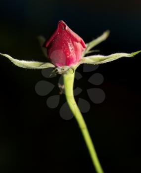 closed rose flower on a black background