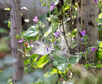 web on the plant in nature