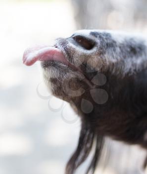 goat showing tongue in nature