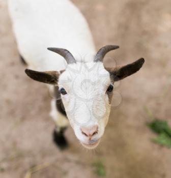 portrait of a goat in a zoo in nature