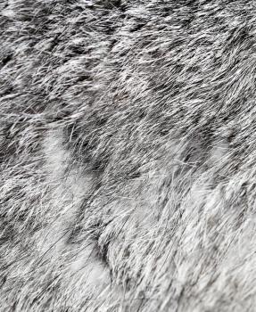 Gray rabbit fur as background