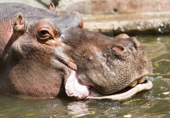 Portrait of a hippopotamus in the zoo