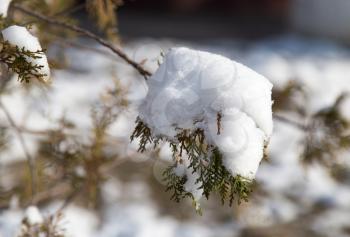 snow on conifers in nature