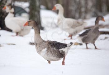 geese in the winter nature