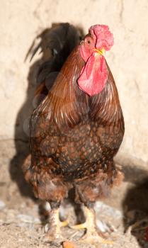 colored cock on a chicken farm