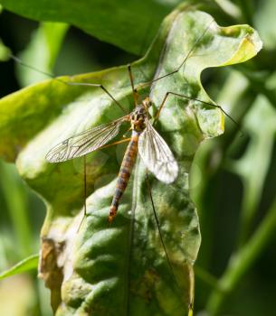 large mosquito on a green plant. macro