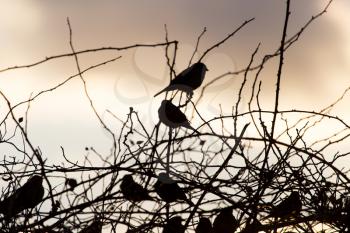 bird sparrows on a tree at sunrise sun