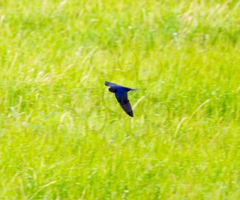 Swallow in flight on a background of green grass